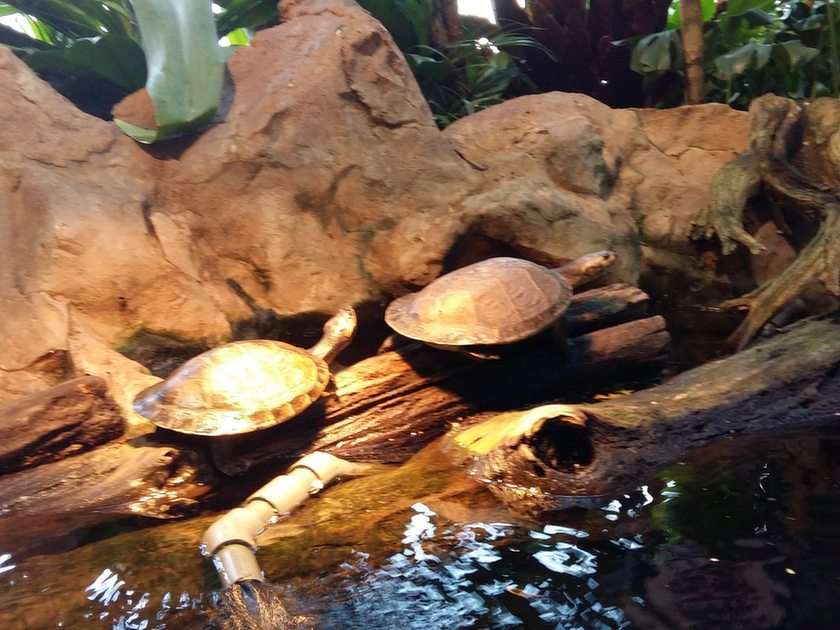 sköldpaddor Pussel online