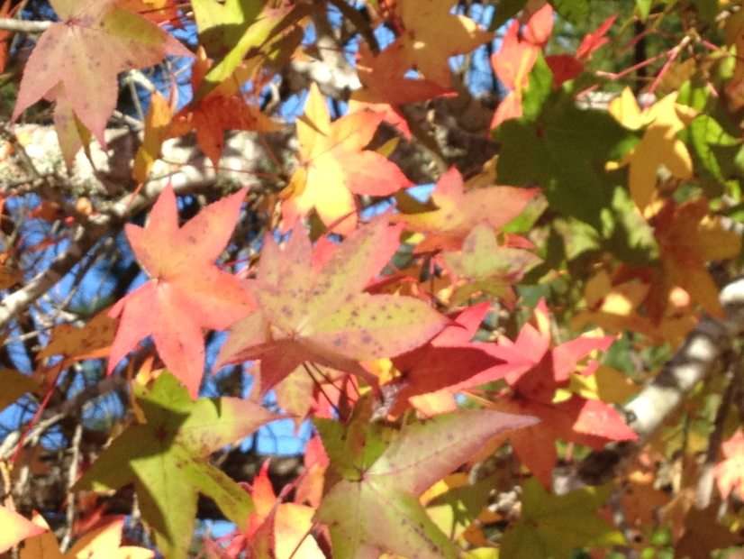 Podzimní listí z ostrova Assateague online puzzle