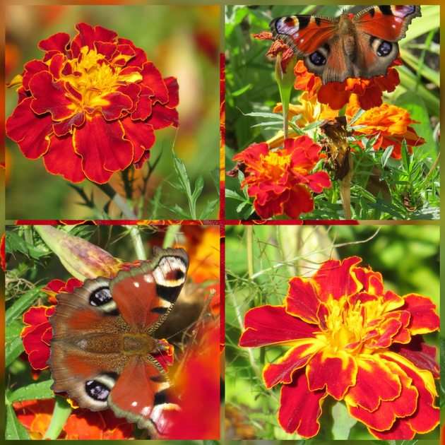 Tagetes mit einem Schmetterling Online-Puzzle