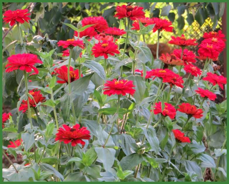 A zinnia online puzzle