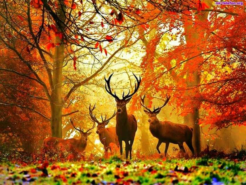 autumn and deer puzzle
