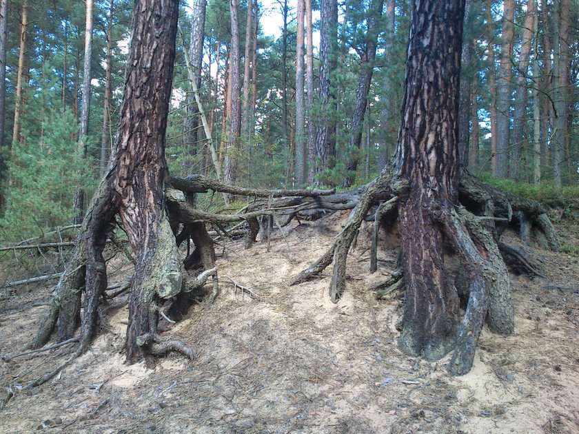 fenyőfa az erdő szélén online puzzle