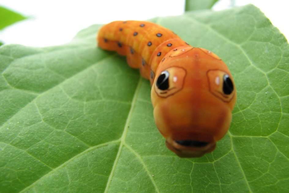 Lycklig Caterpillar pussel online från foto