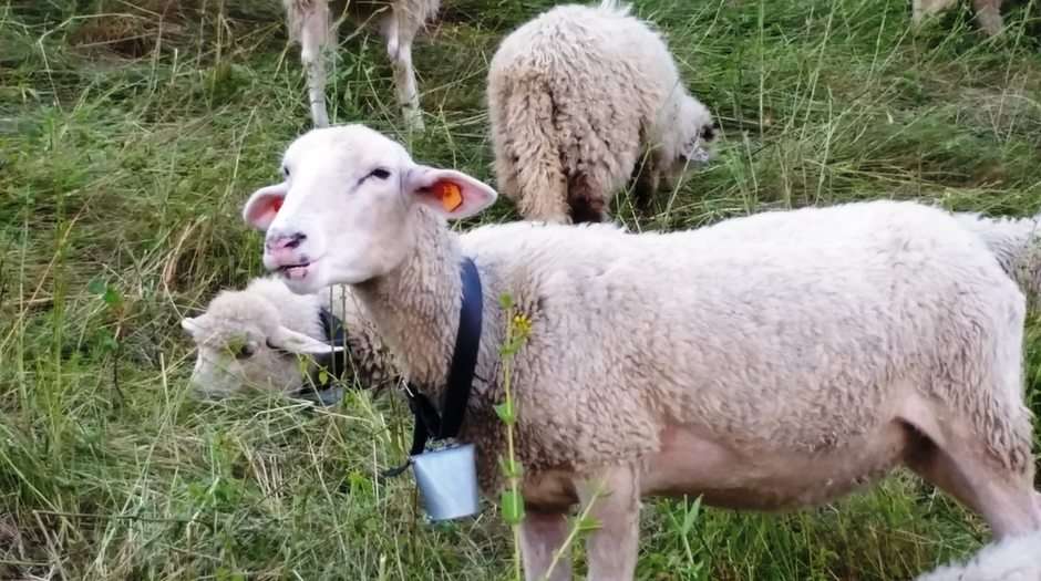 Овце онлайн пъзел
