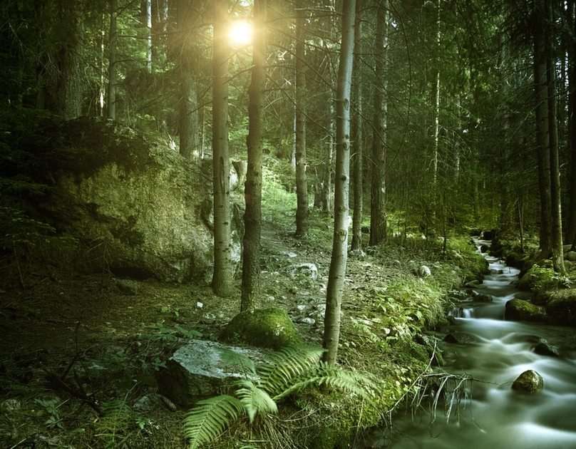 Forest Stream puzzle online da foto