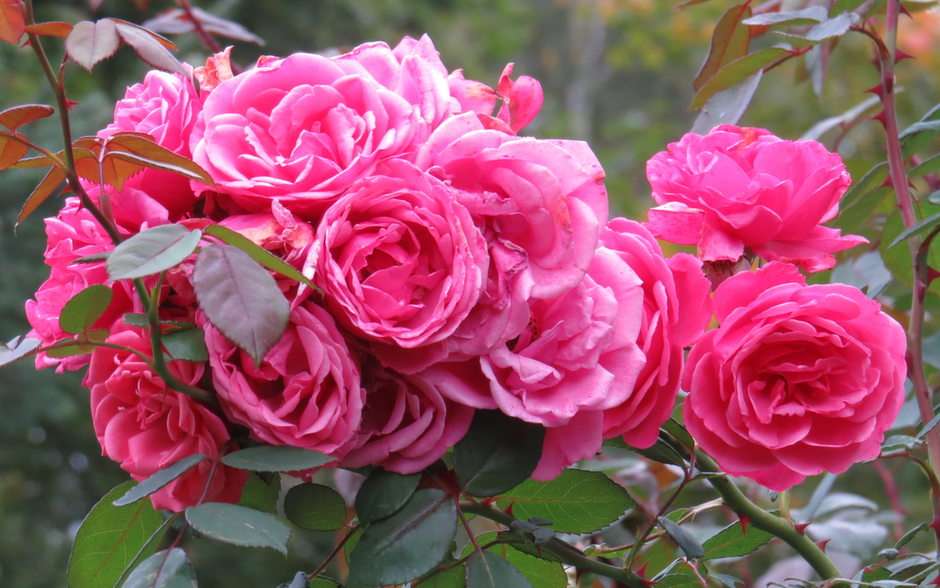 Herfst rozen puzzel online van foto