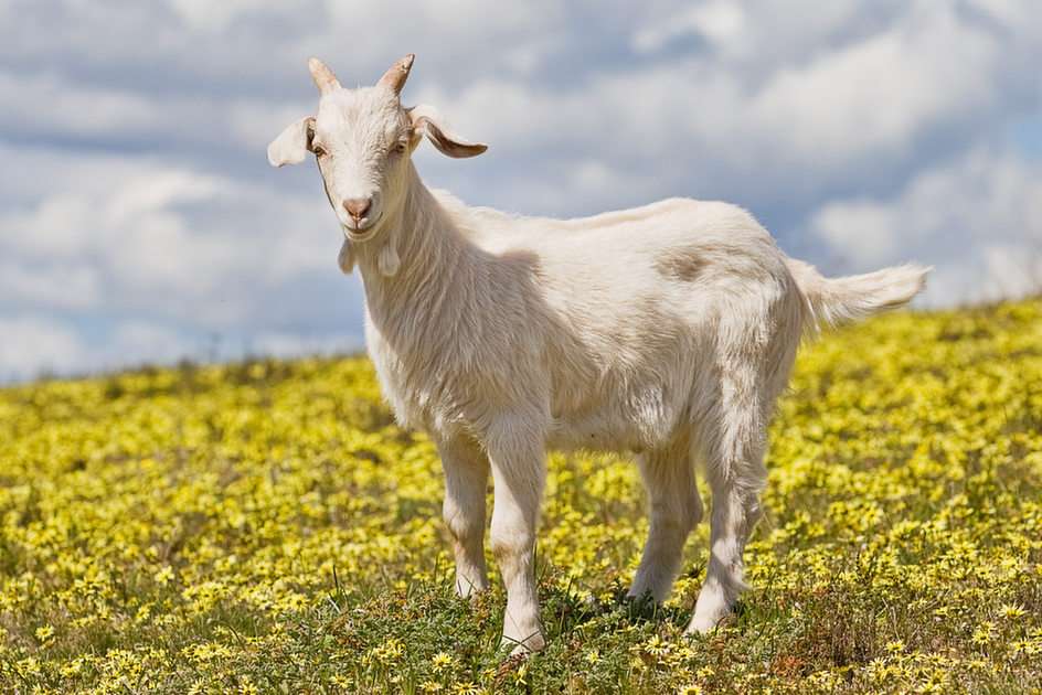 goat online puzzle