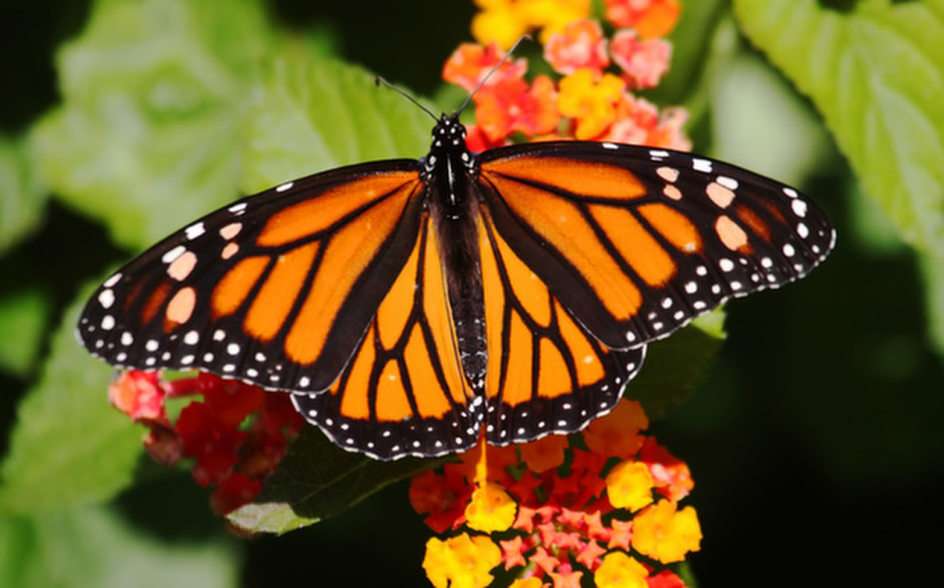 Monarcha puzzle online z fotografie