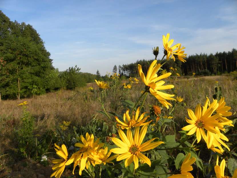 Sárga virágok puzzle online fotóról