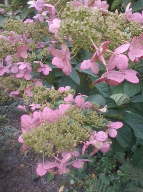 Fleurs d'hortensia puzzle en ligne