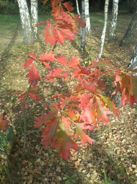 I colori dell'autunno puzzle online da foto