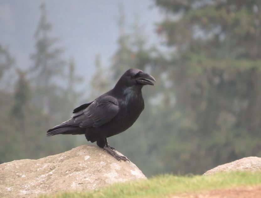 Raven online puzzle