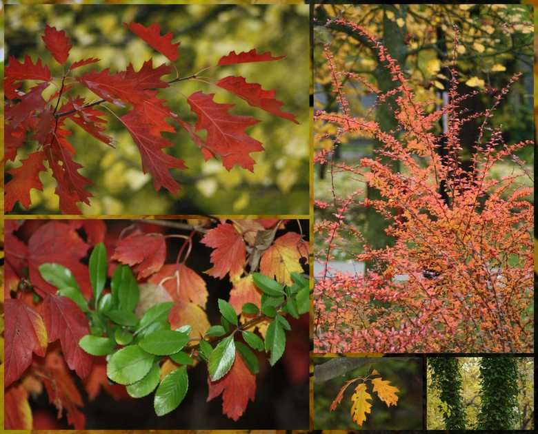 autumn collage online puzzle
