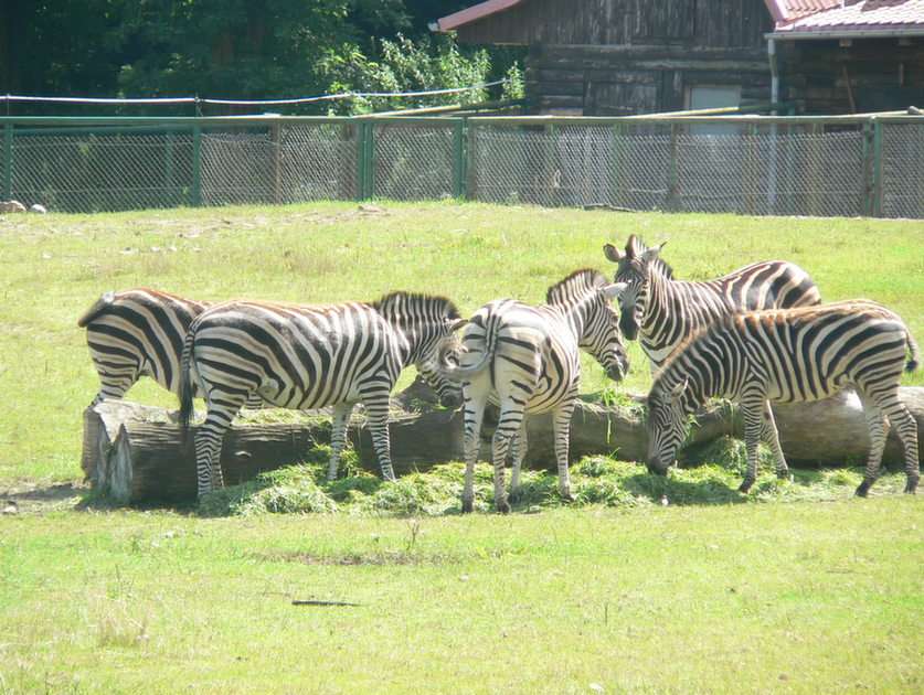 În grădina zoologică din Oliwa puzzle online din fotografie