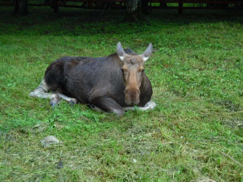 eland in Białowieża puzzel online van foto