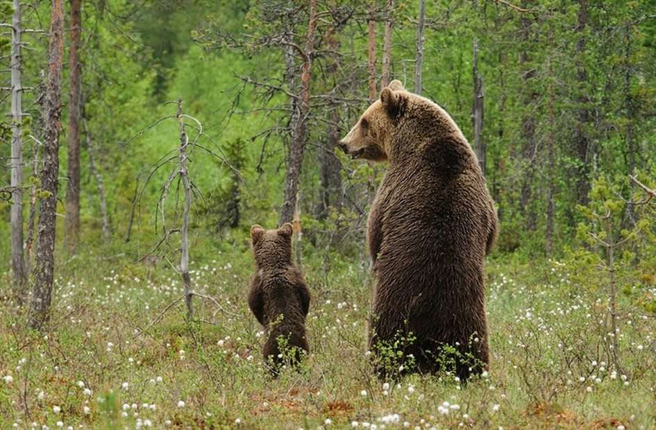 osos de peluche puzzle online a partir de foto