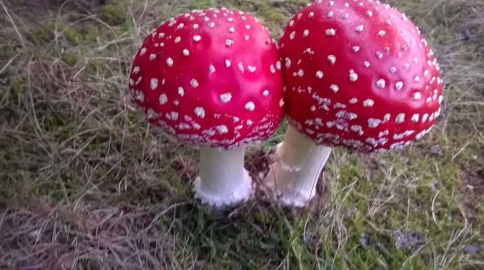 fly agarics online puzzle