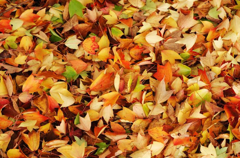 Rompecabezas de otoño puzzle online a partir de foto