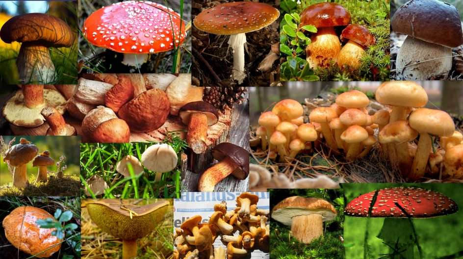 Mushrooms puzzle online from photo