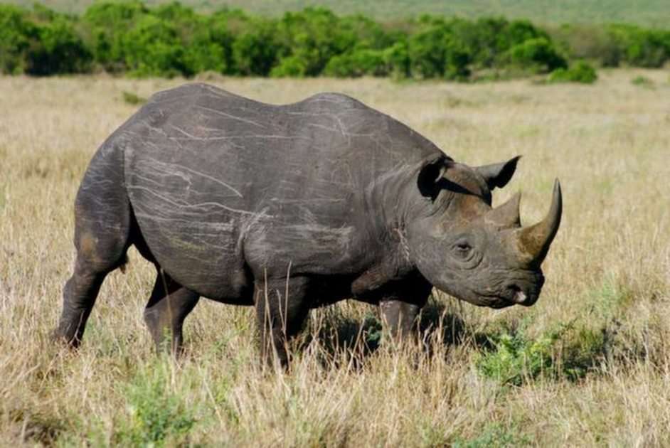 rinoceronte rompecabezas en línea