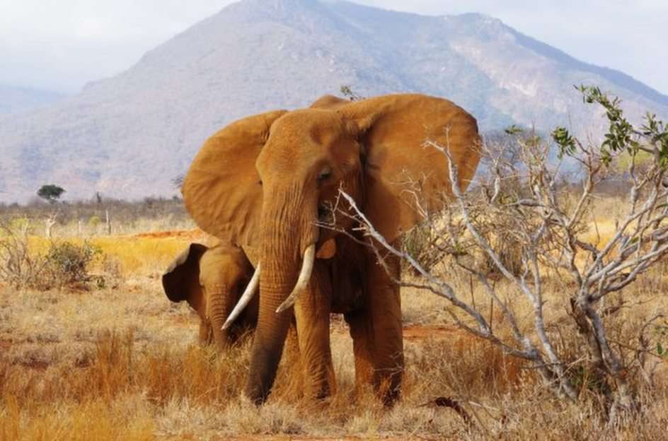 elefant pussel online från foto