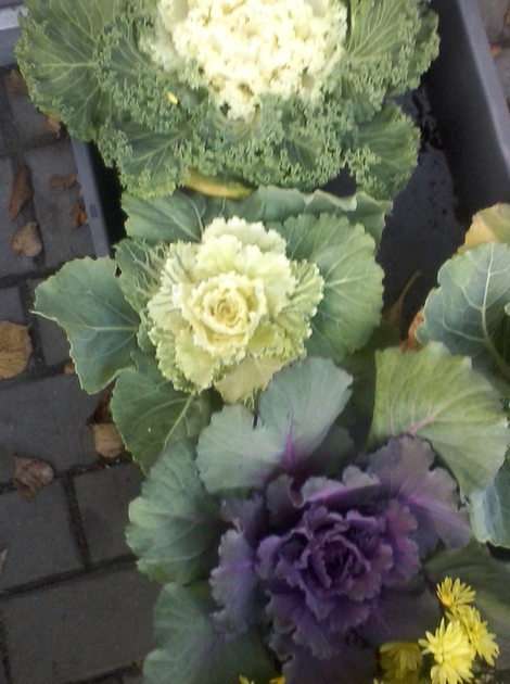 Decorative cabbage online puzzle