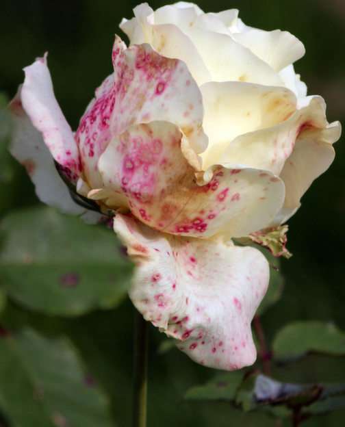 rose puzzle online from photo
