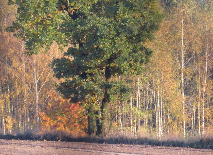 Herbstlandschaft Online-Puzzle vom Foto