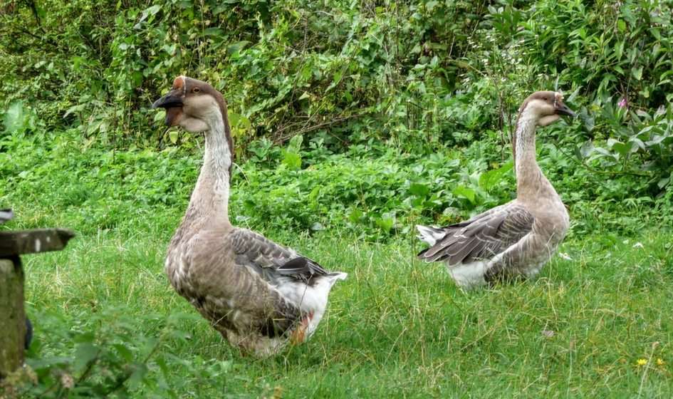 geese puzzle online from photo