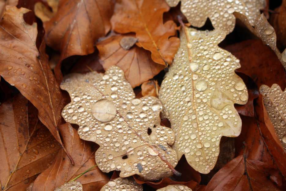 podzimní listí online puzzle