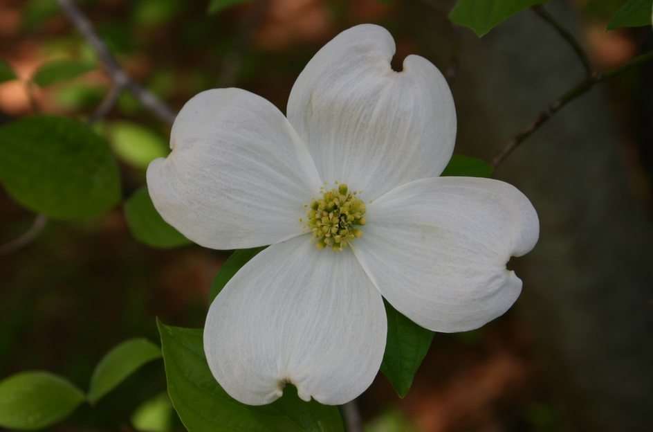 Dogwood puzzle online from photo