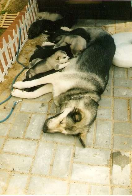 mama with puppies / 11 / puzzle online from photo
