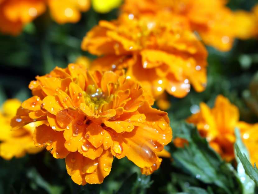 goudsbloemen puzzel online van foto