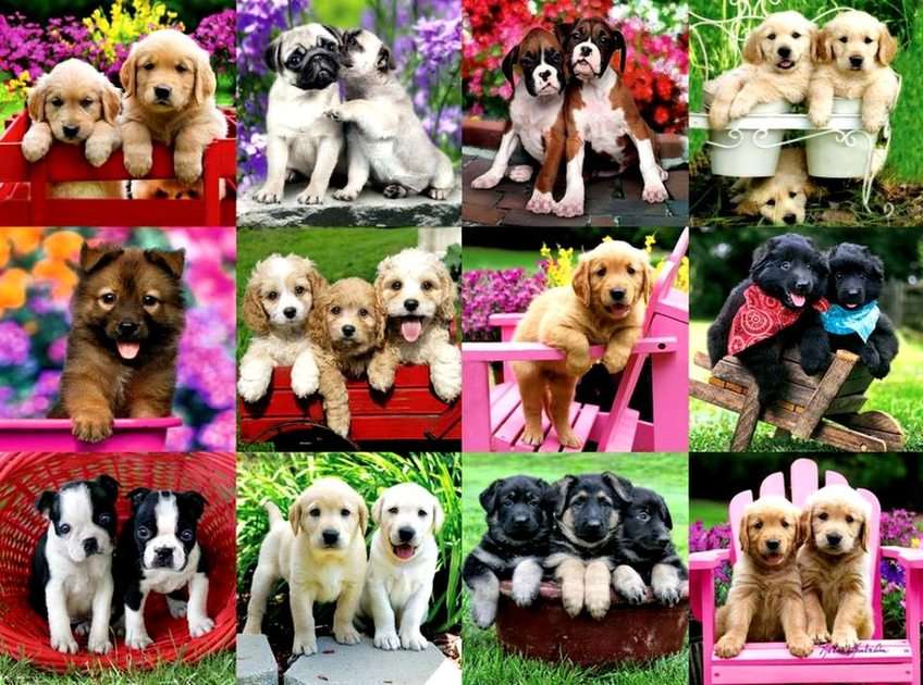 Puppies puzzle online from photo