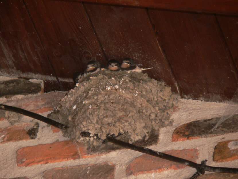 Swallows nest online puzzle