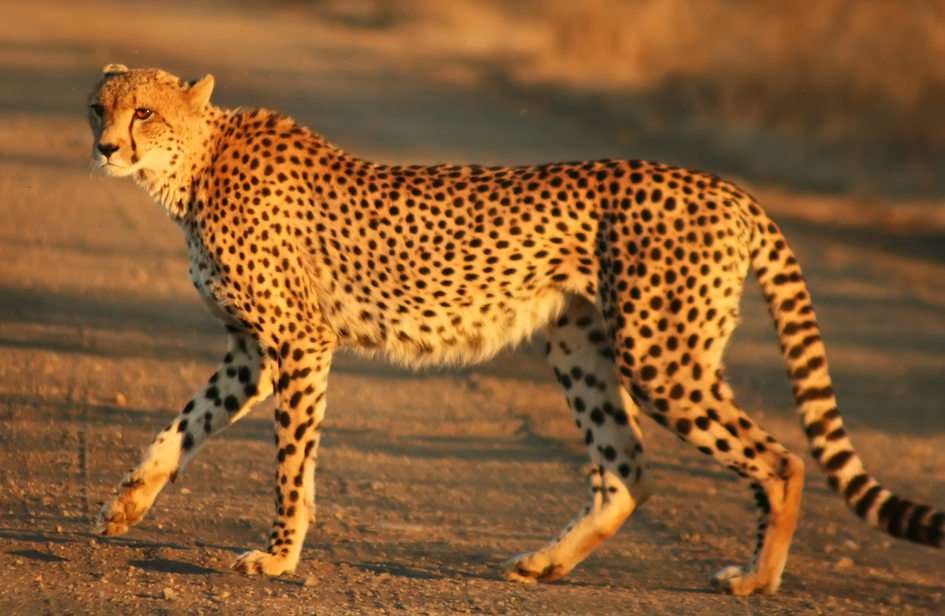 gepard rompecabezas en línea