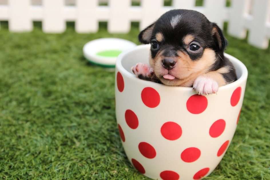 Puppy In A Cup online puzzle