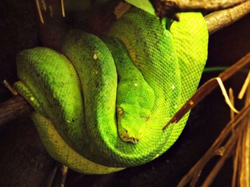 Зелена змия онлайн пъзел
