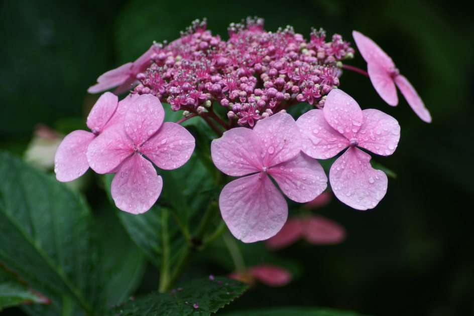 sawn hydrangea puzzle online from photo