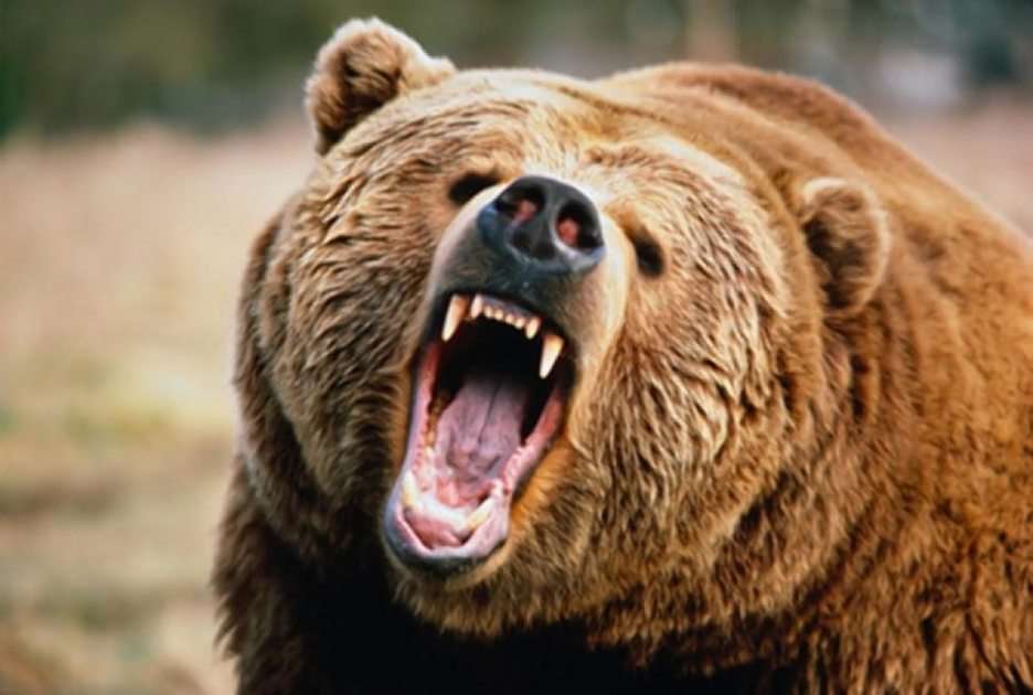 Um urso zangado puzzle online a partir de fotografia