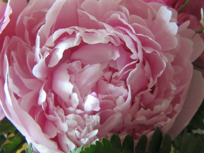 peony puzzle online from photo
