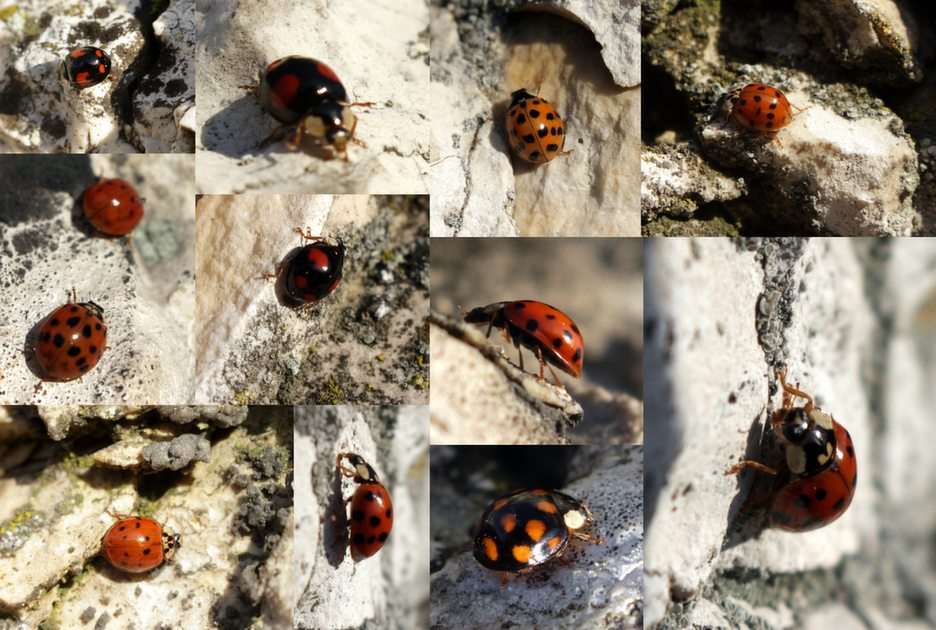 ladybugs online puzzle