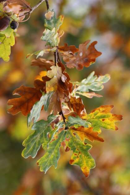 pedunculate oak leaves online puzzle