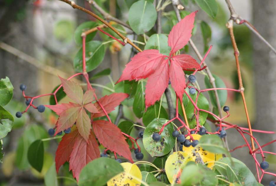 есенни цветове онлайн пъзел от снимка