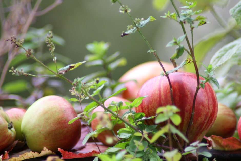 μήλα σε βότανα παζλ online από φωτογραφία