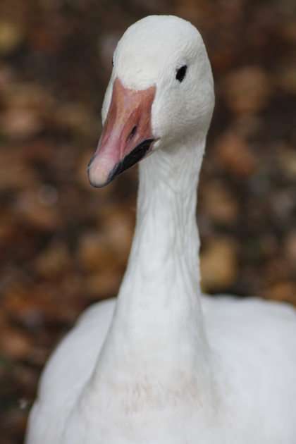 goose puzzle online from photo