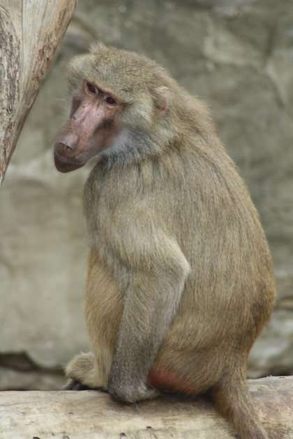 babuíno puzzle online a partir de fotografia