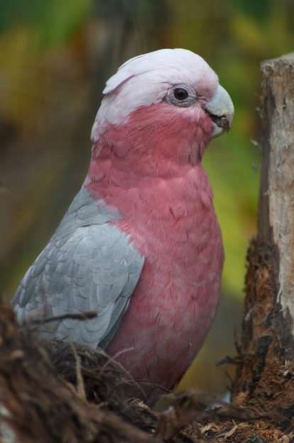 розовый попугай онлайн-пазл