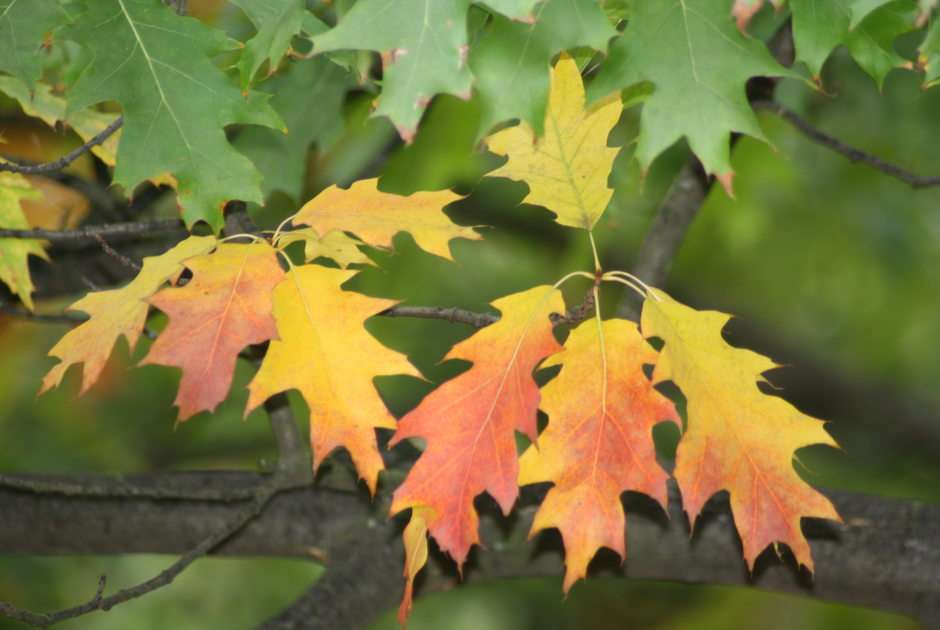 oak leaves online puzzle