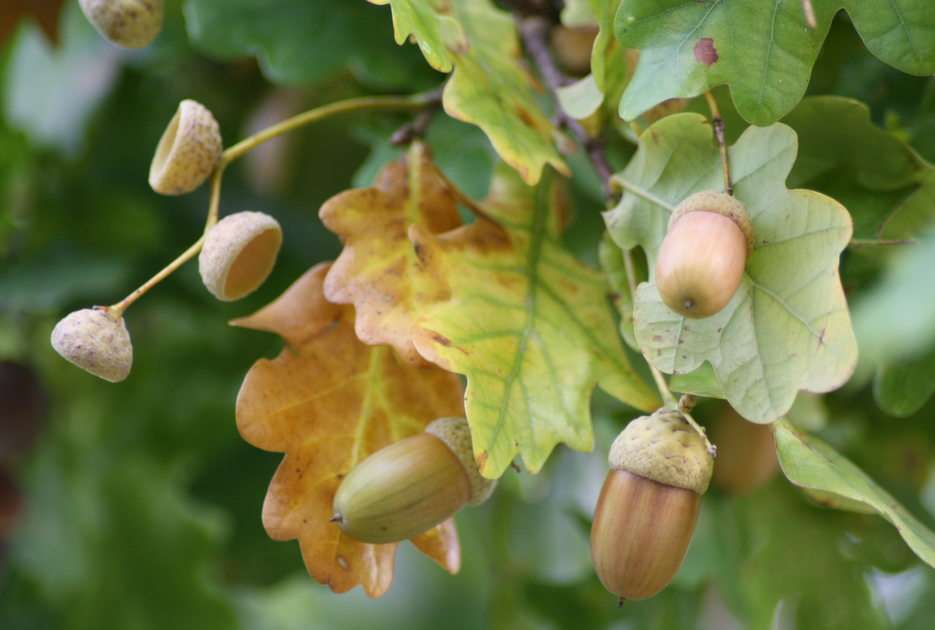 acorns puzzle online from photo